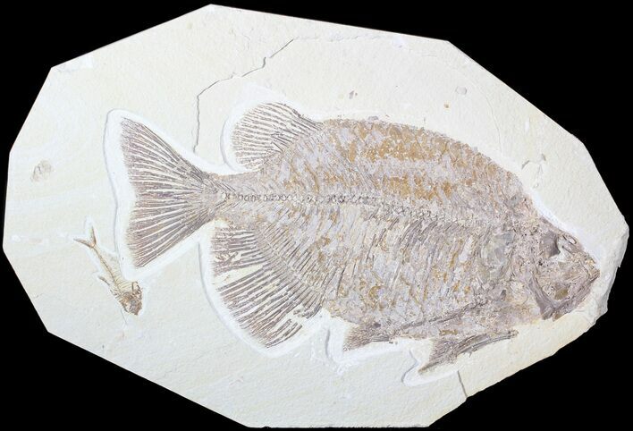 Phareodus Fossil Fish - Voracious Lake Predator #63359